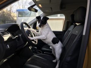 Hundeführerschein Hundeführerschein
