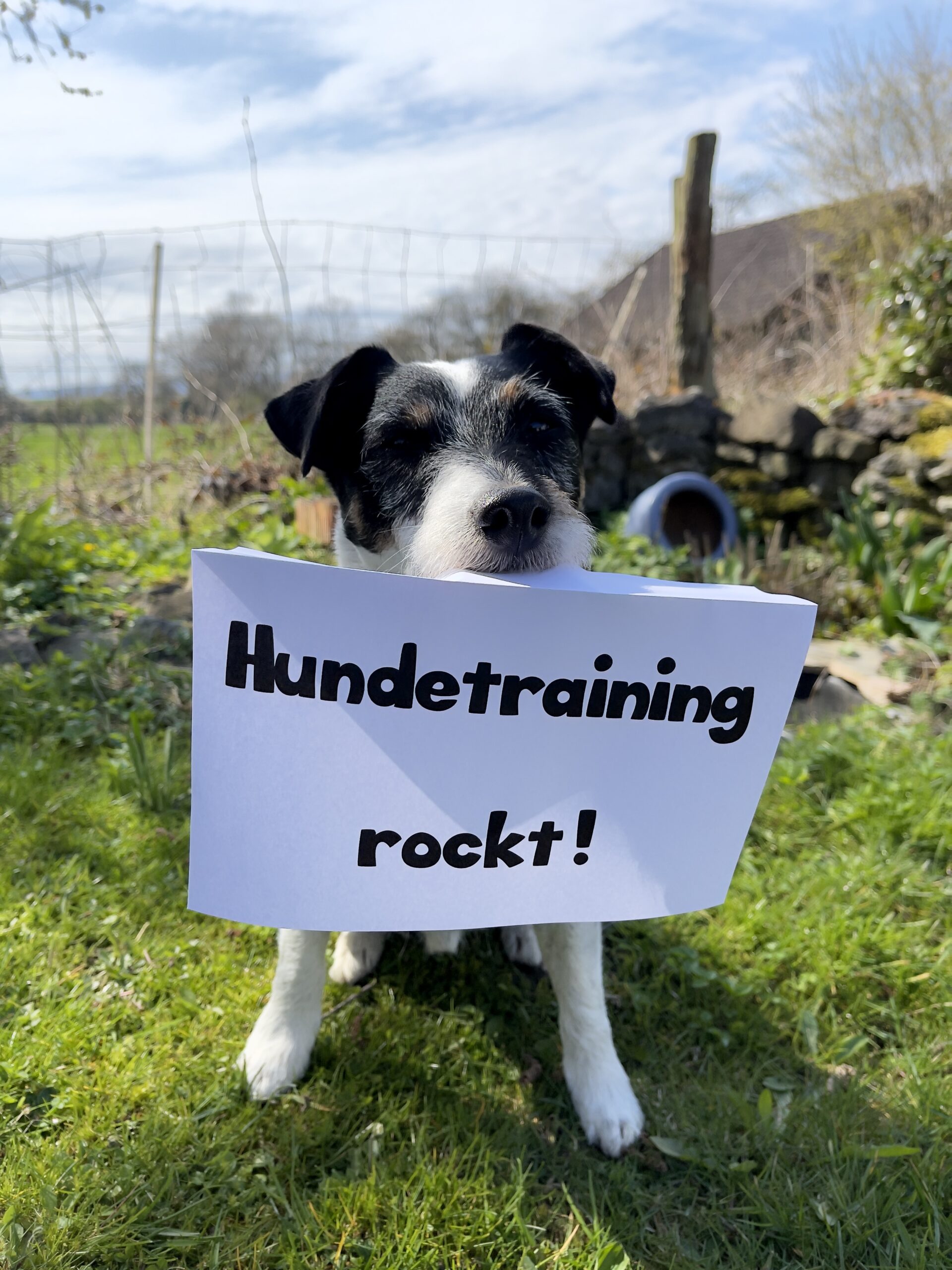 Hundetraining rockt